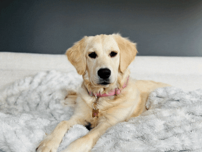 Mila le Golden Retriever GIF